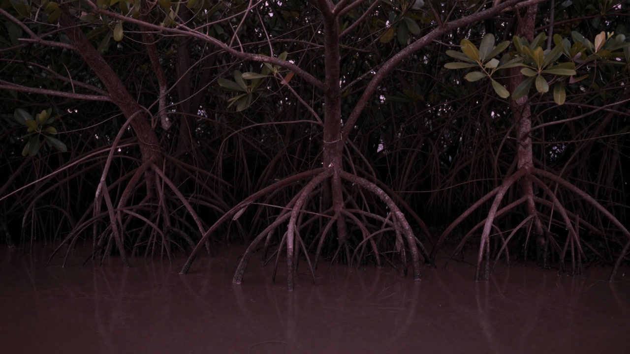 潮間帯の泥に根を張ったマングローブの群落が薄暗い水面に映る画像