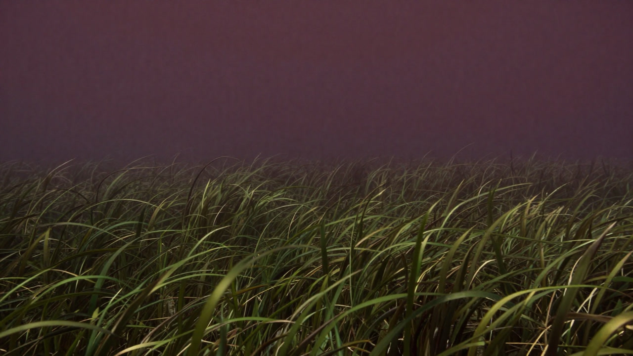 Image of swaying seagrass meadows on the calm seafloor
