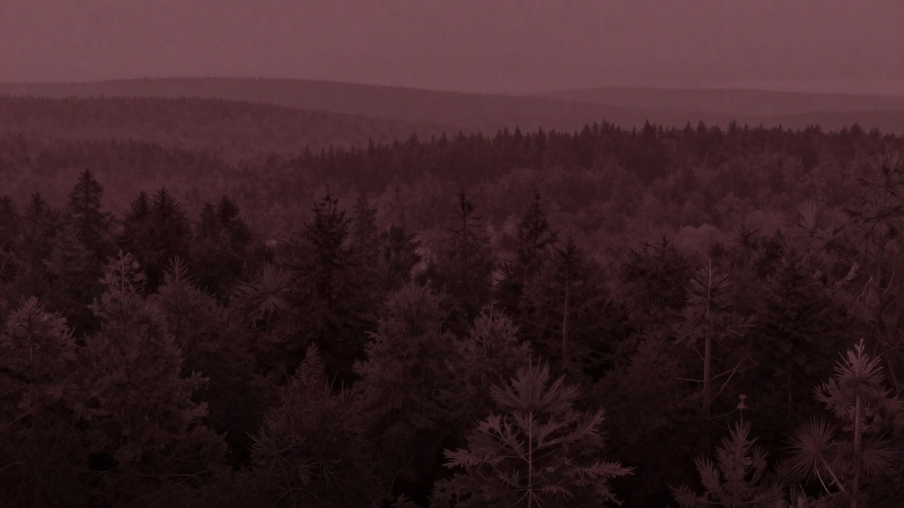 A landscape of deep forest wilderness hidden in silence.